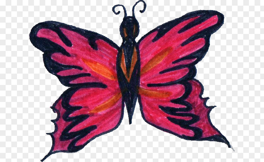 Drawing Monarch Butterfly Insect Moth Pollinator PNG
