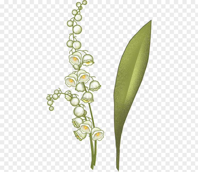 Lily Of Valley Arum-lily Flowering Plant Stem Plants PNG