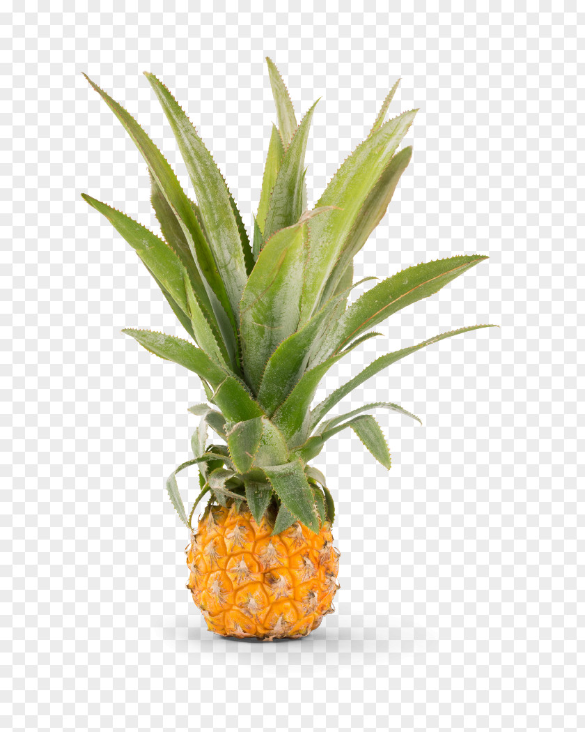 Pineapple Ice Cream Rawito 20th Century Flowerpot PNG