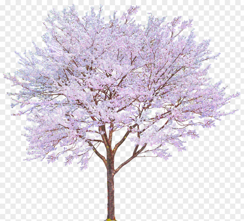 Pink Cherry Tree Decoration Pattern PNG