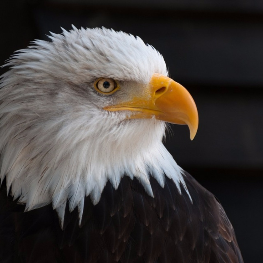 Eagle United States Bald Bird Vulture PNG