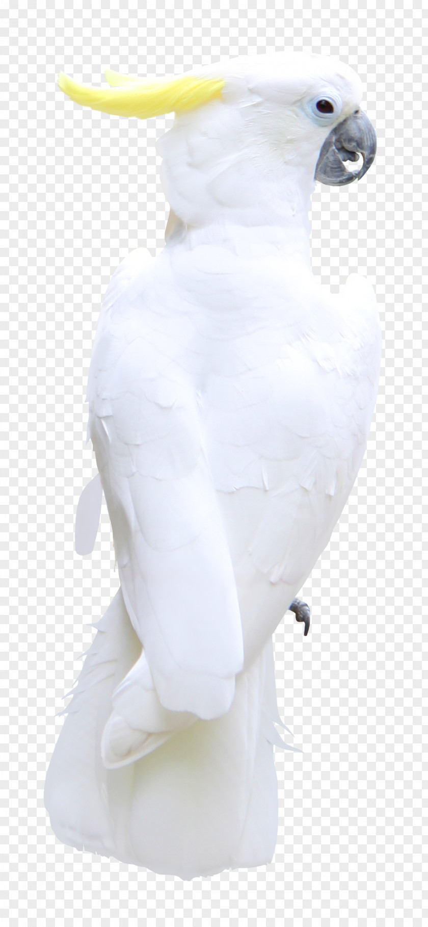 Macaw Bird Feather Cockatoo Beak PNG