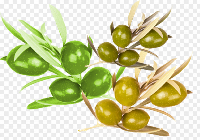 Olive Nutrition Material Food PNG