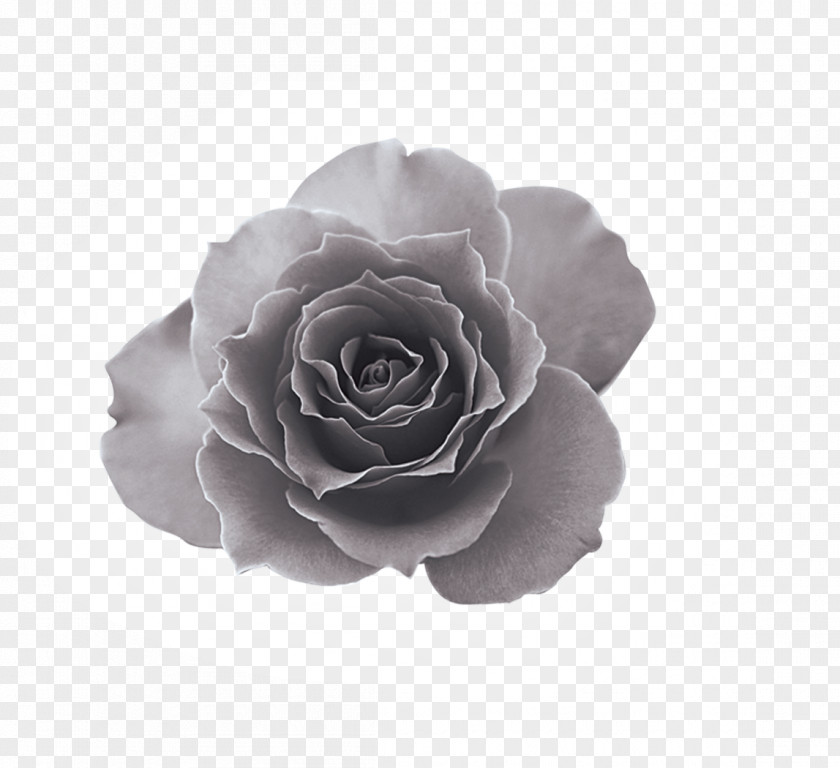 Peony Gray Decorative Material Black And White Euclidean Vector PNG
