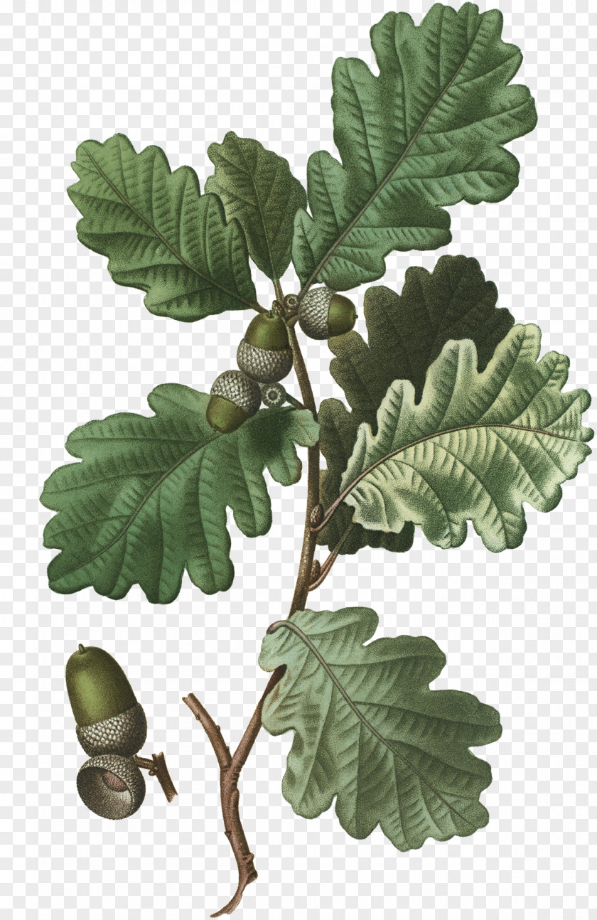 Tree English Oak White Sessile Acorn PNG