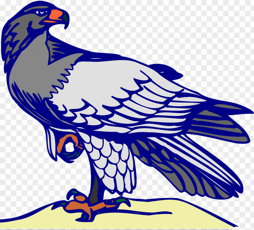 Eagle Bald Oryol Beak Feather PNG