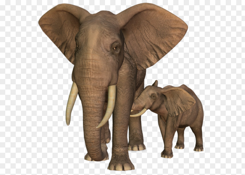 India Indian Elephant African Wildlife Elephantidae PNG