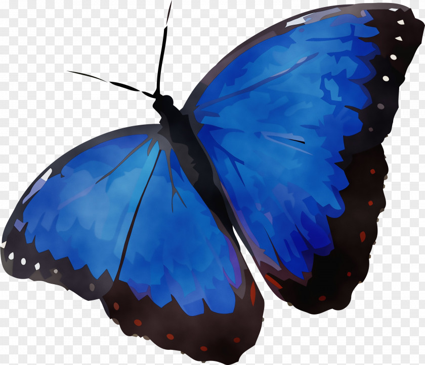 Insect Butterflies Brush-footed Microsoft Azure Lepidoptera PNG