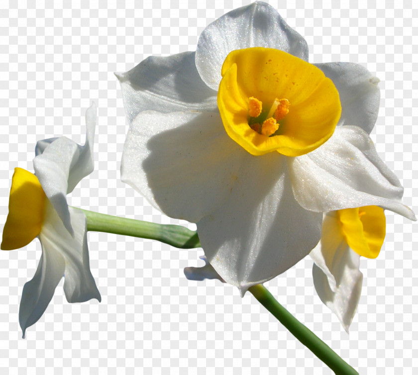 Narcissus Tazetta Jonquilla Papyraceus Poeticus Pseudonarcissus PNG