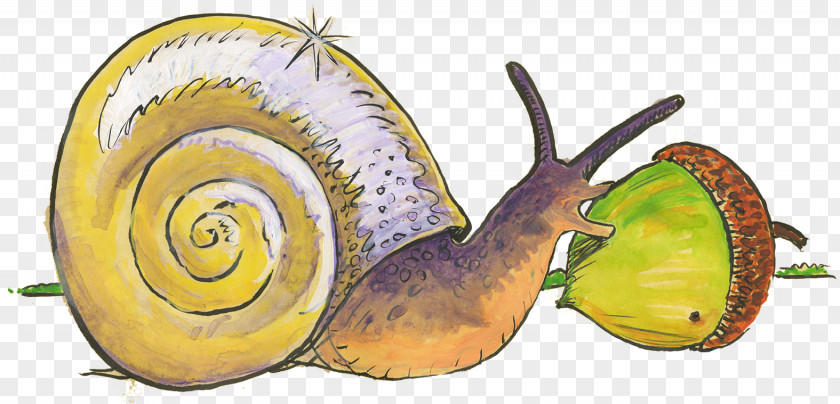 Snail Gastropods Slug Food Animal PNG