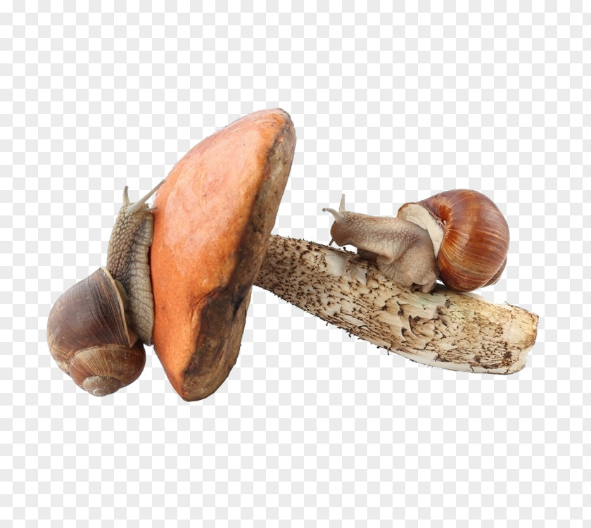 Snails Fungus Clip Art PNG