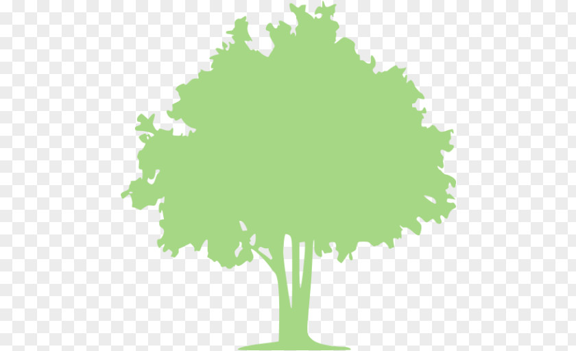 Tree Olive Arborist Desktop Wallpaper PNG