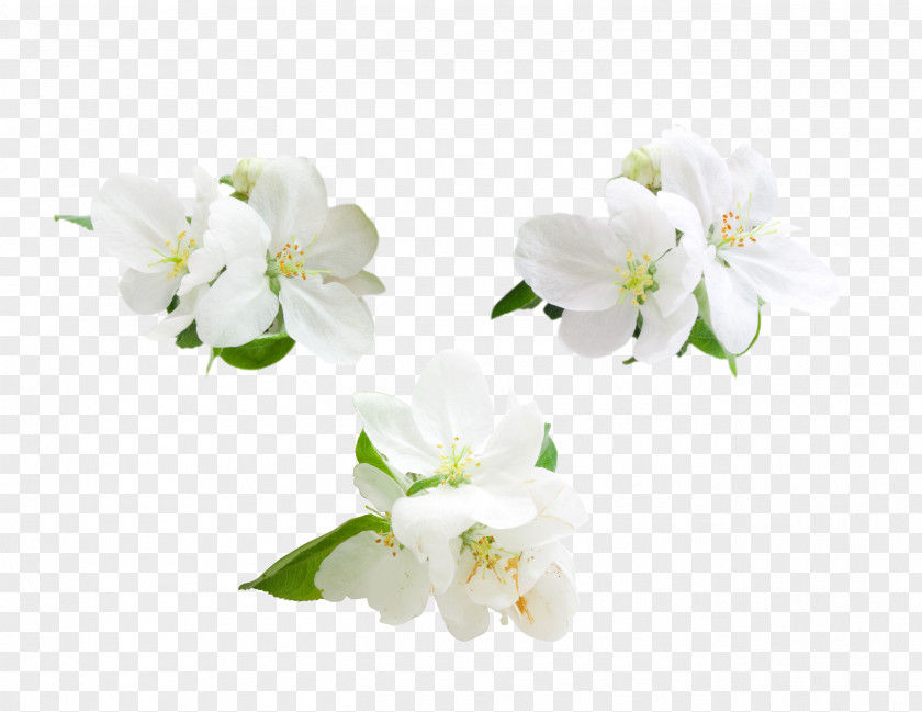 Apple Flowers Flower Computer File PNG