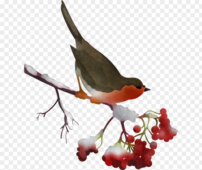 Bird Beak Robin Perching Plant PNG