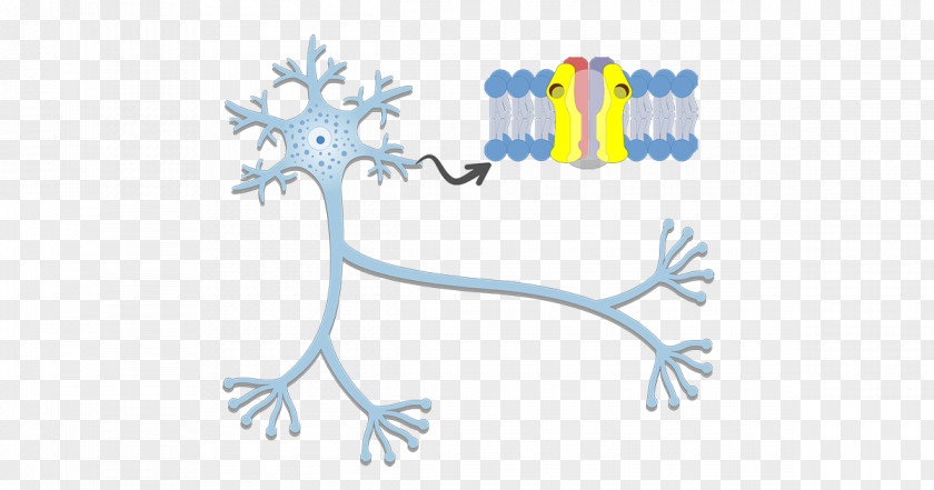 Dendrite Axon Hillock Neuron Action Potential Nervous System PNG