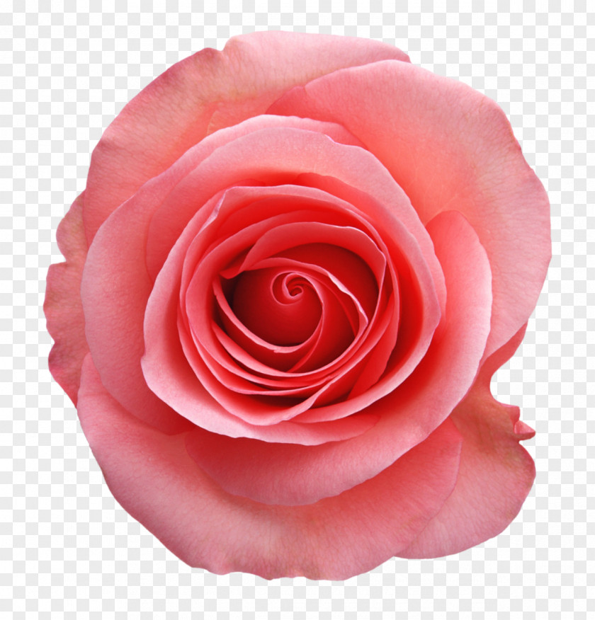 Flower Cabbage Rose Garden Roses Family PNG