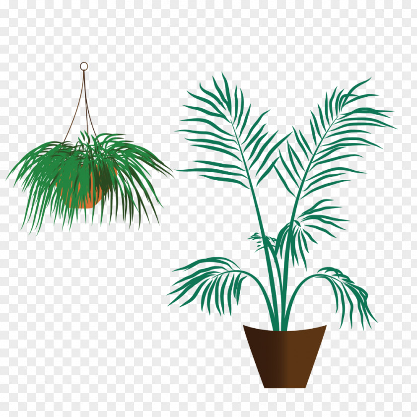 Leaf Arecaceae Flowerpot Grasses Houseplant Plant Stem PNG