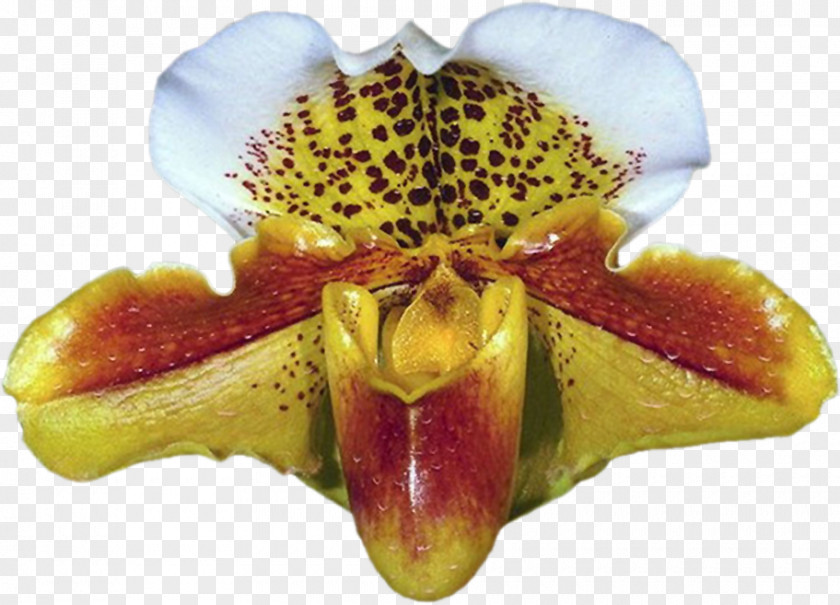 Moth Orchid Orchids Psd Flower PNG