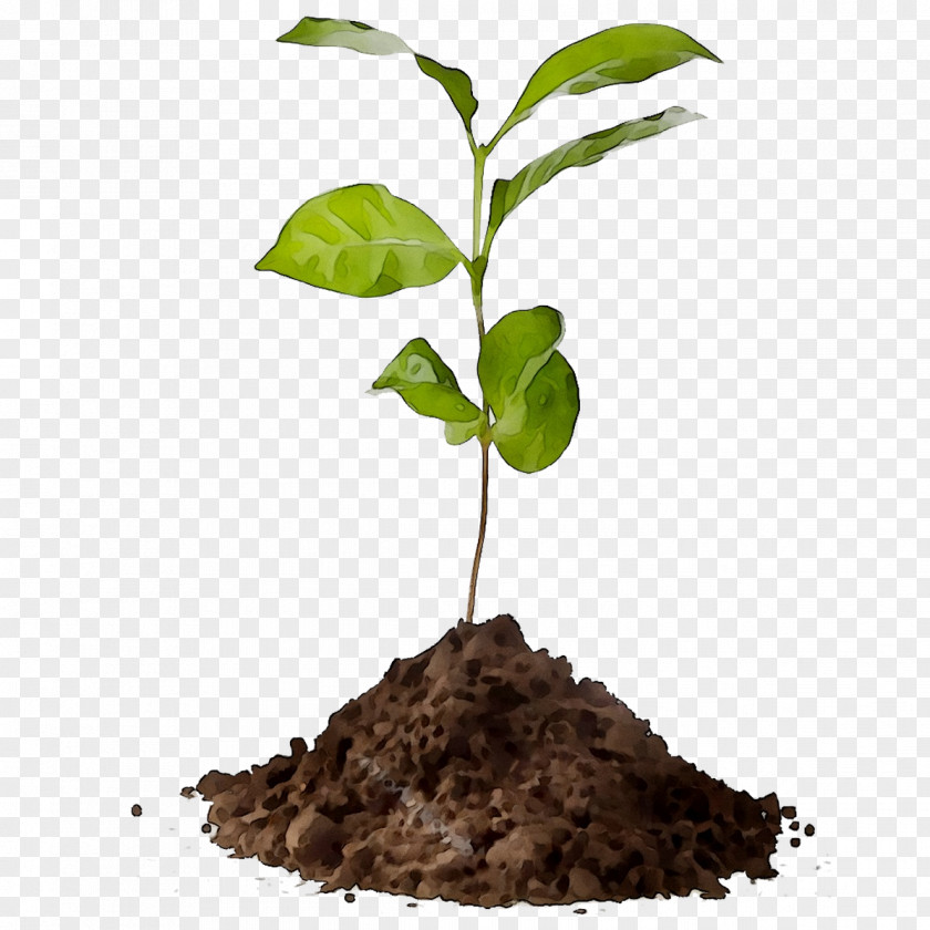 Coffee Tree Plants Agriculture Compost PNG