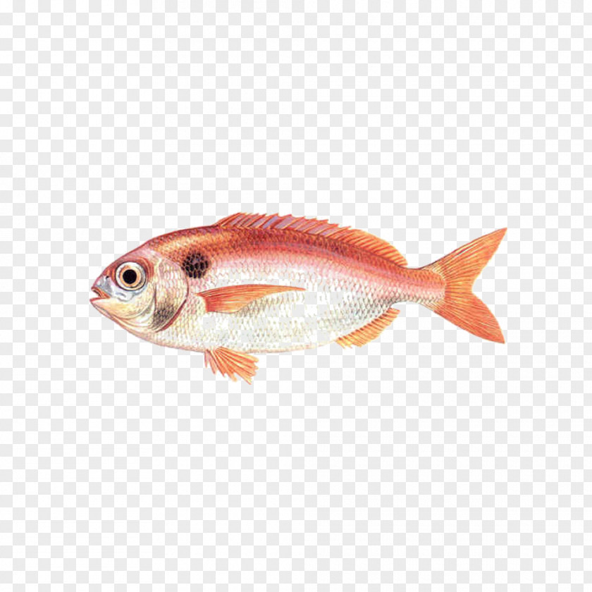 Fish Northern Red Snapper Seabream Demersal PNG