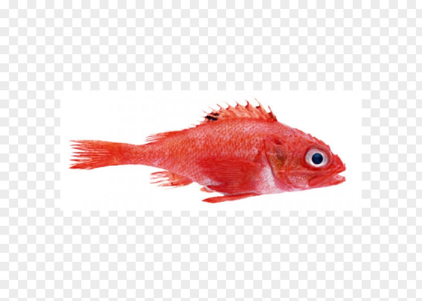 Fish Oyster Marine Biology Northern Red Snapper Mullus Barbatus PNG