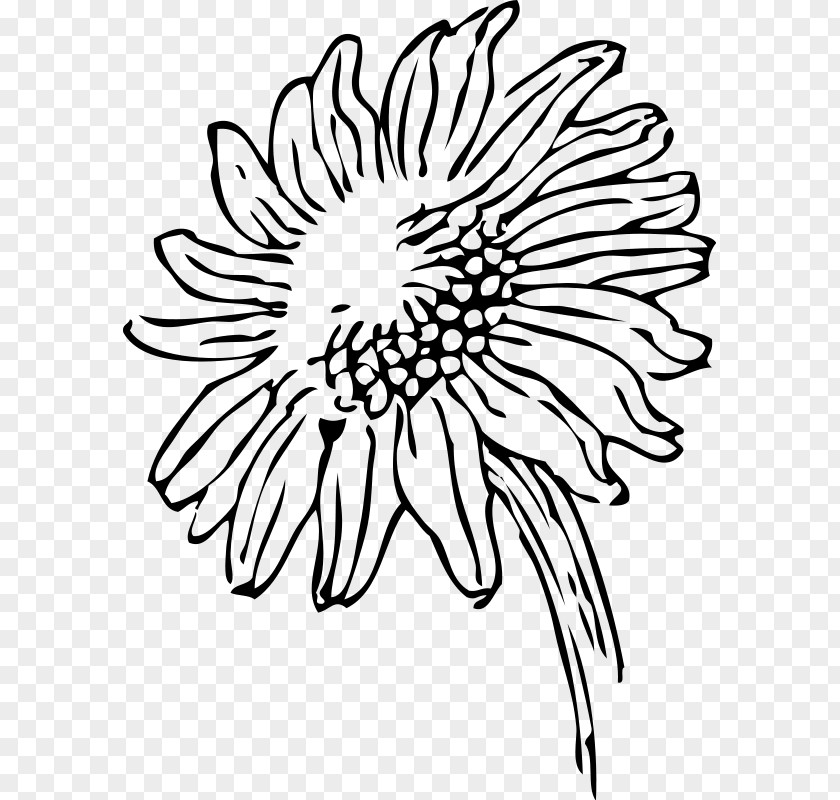 Sunflower Color Page Printable Black And White Drawing Clip Art PNG