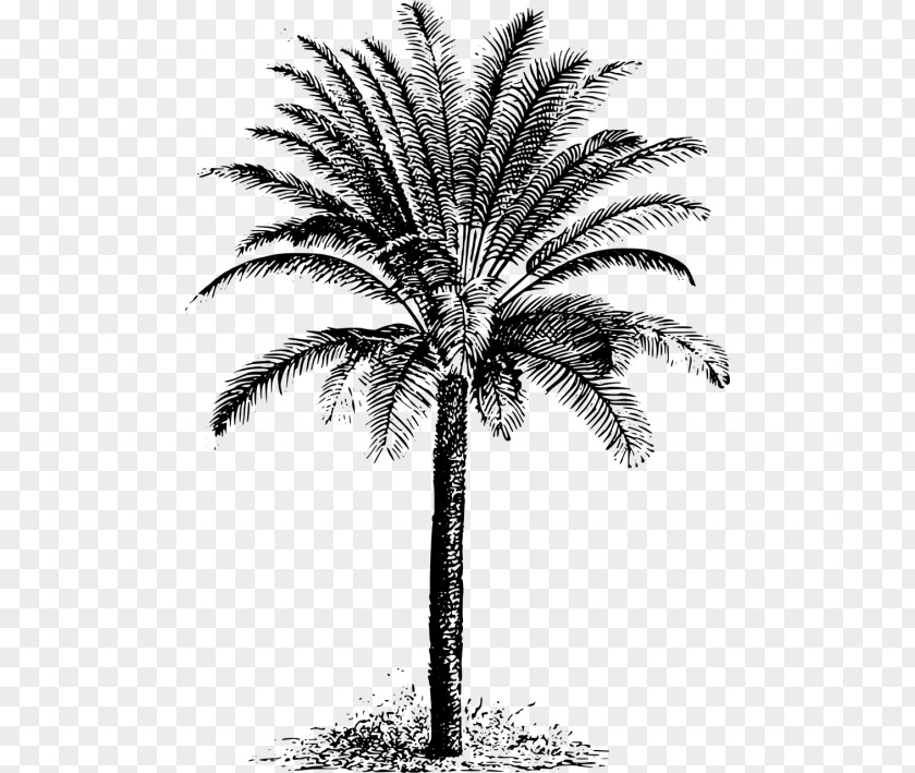 Tree Arecaceae Cycad Evergreen Clip Art PNG