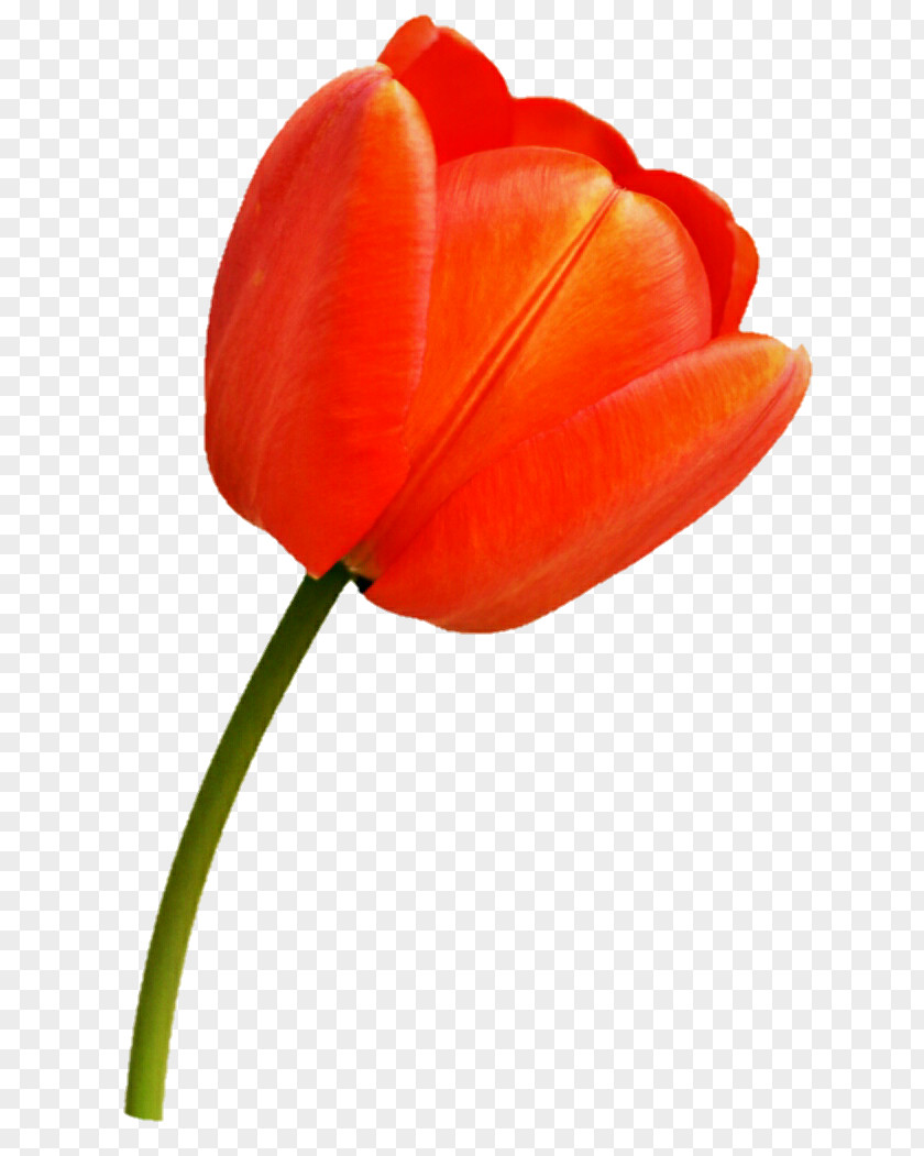 Tulip Plant Stem Flower Petal Bulb PNG