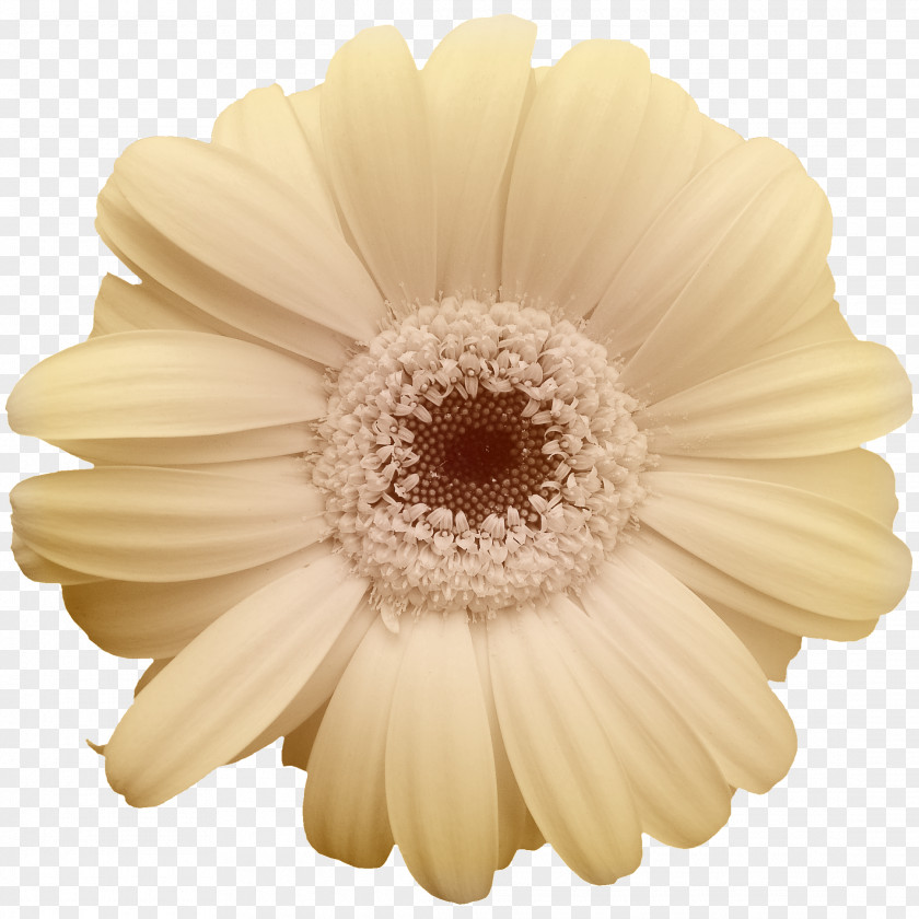 Beige Chrysanthemum Petals Common Daisy Yellow Flower Transvaal PNG