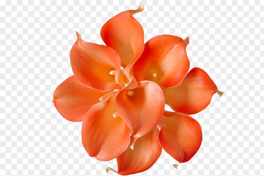 Callalily Flower Petal Close-up Peach PNG