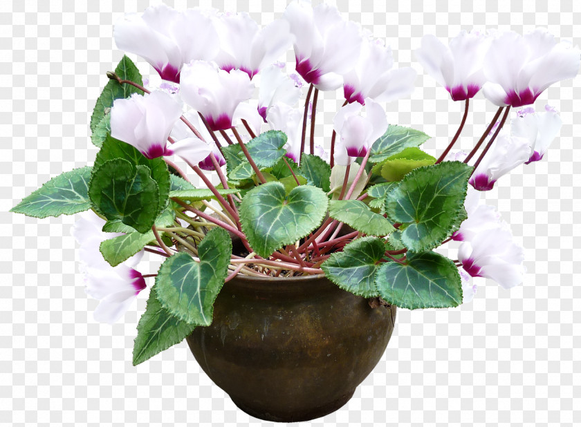 Cyclamen Ecommerce Persicum Purpurascens Growing Ivy-leaved PNG