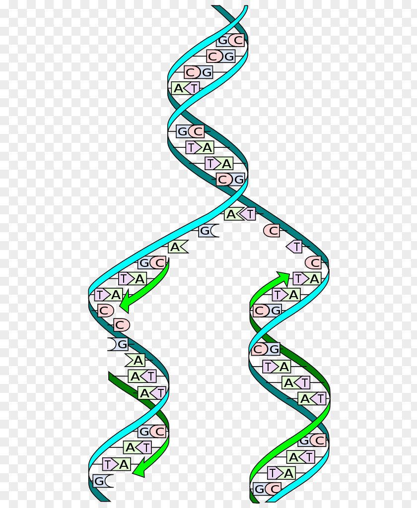 DNA Replication Biology Cell Adenine PNG