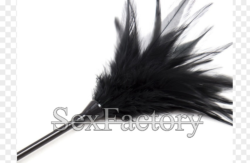 Feather White Black M PNG