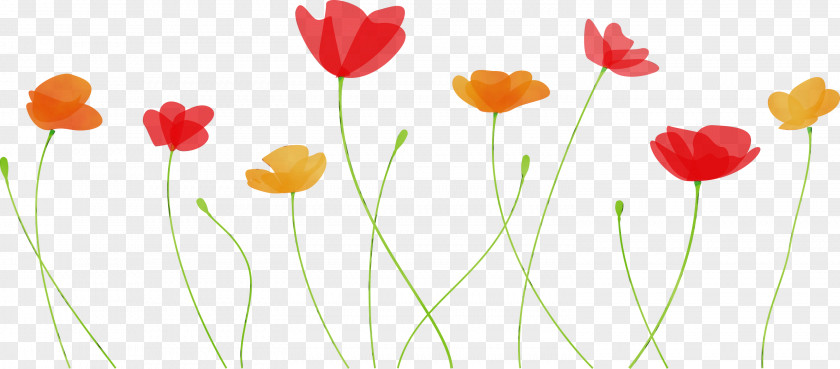 Flower Plant Petal Coquelicot Tulip PNG