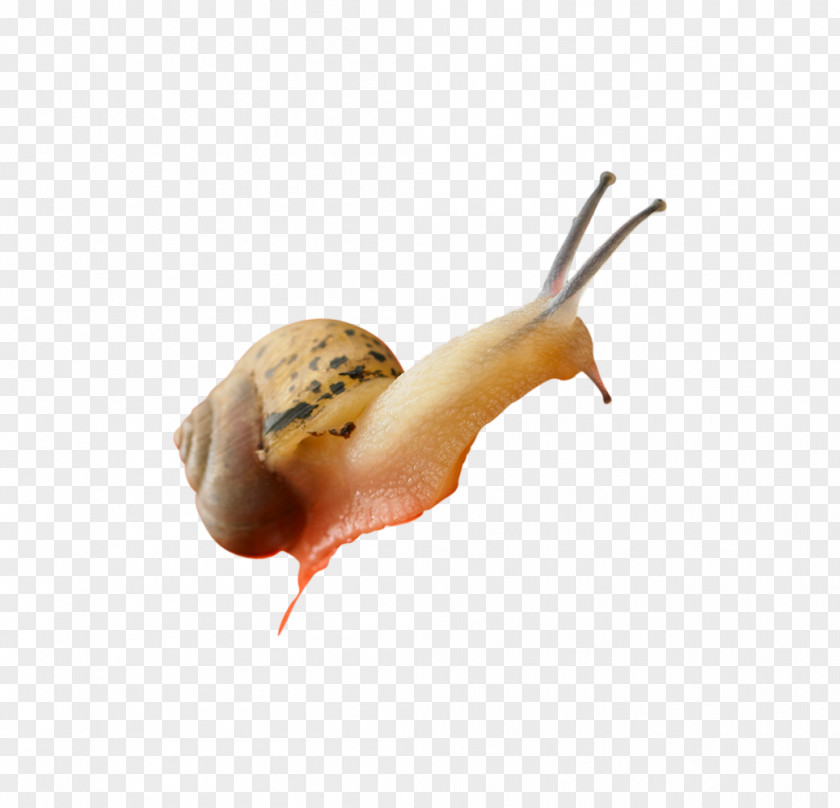 A Snail Giant African Slug PNG