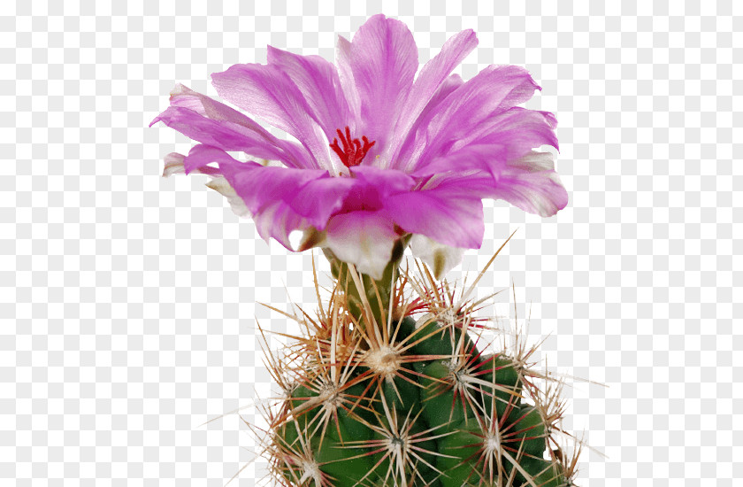 Cactus Flowers Scottsdale Road Screenshot .com Law Ting Pong Secondary School Website .org PNG