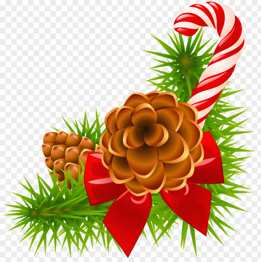 Christmas Pine Branch With Cones And Candy Cane Decor Santa Claus Holiday Season Euclidean Vector PNG