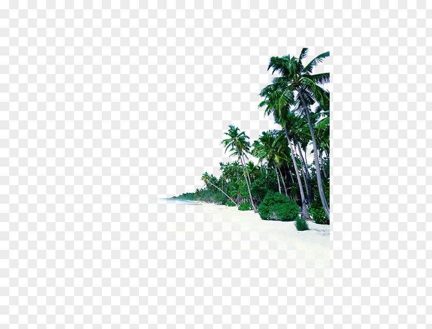 Coconut Tree Sea Shore Beach Sky Fototapet PNG