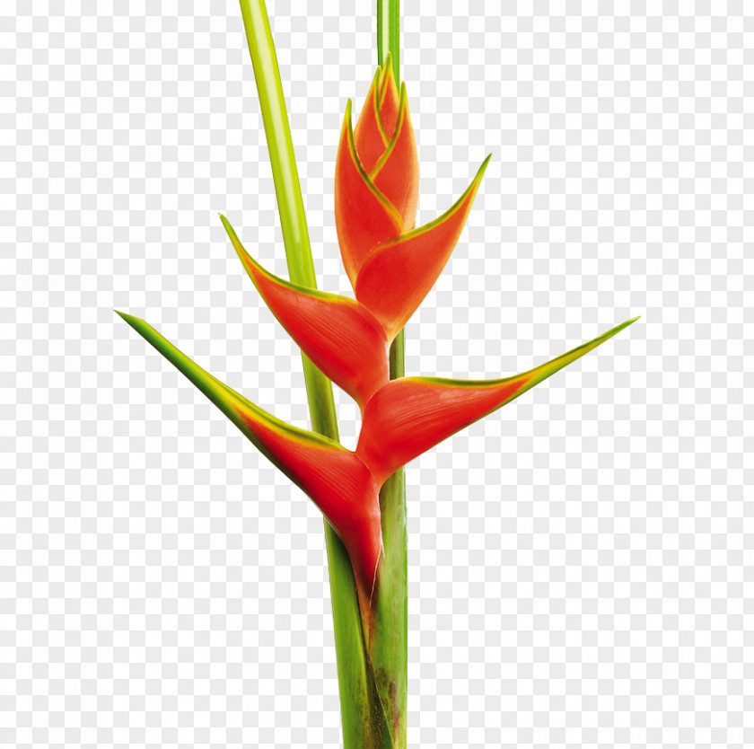 Flores Tropicales Heliconia Bihai Cut Flowers False Bird Of Paradise Flower PNG
