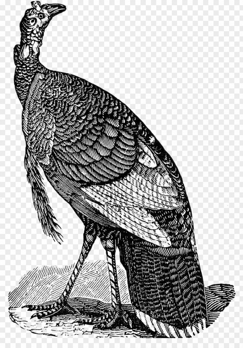 Turkey Bird Black Thanksgiving Meat Clip Art PNG