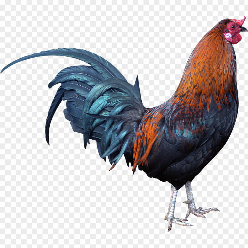 Chicken Rooster PNG