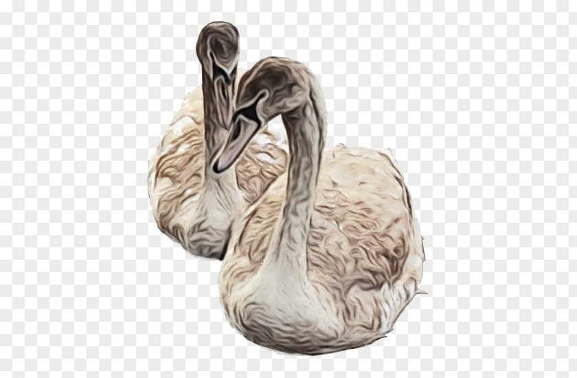 Goose Beak Swan Bird Water Ducks, Geese And Swans Waterfowl PNG