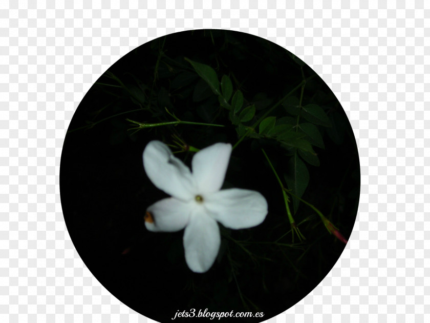 Jasminum Officinale Common Jasmine Olives Shrub Flower Plant PNG