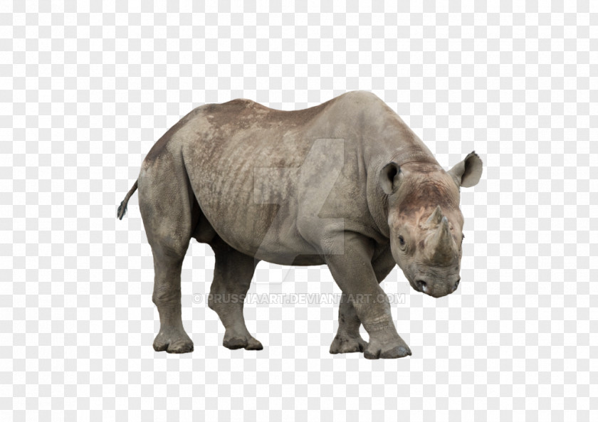 Javan Rhinoceros African Rhino Mammal Black PNG