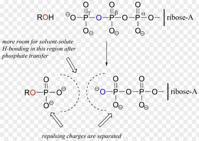 Energy Adenosine Triphosphate Phosphoryl Group Diphosphate ATP Synthase PNG