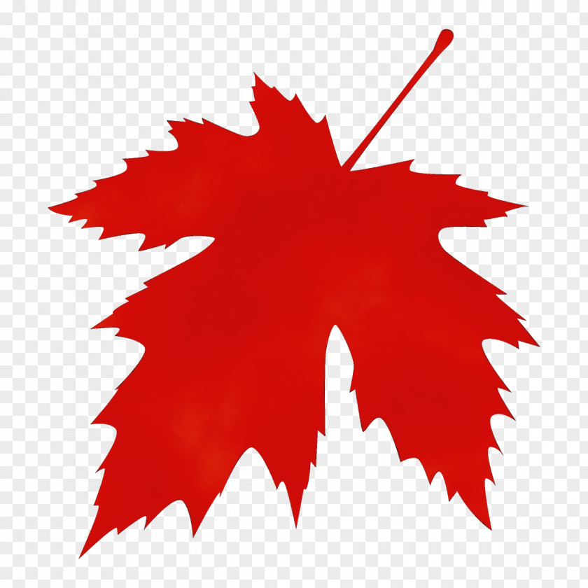 Holly Maple Leaf PNG