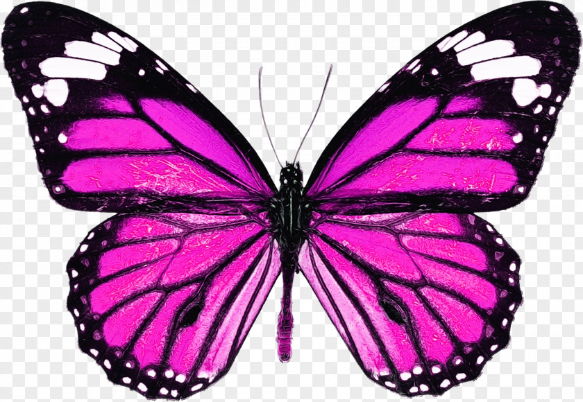 Melanargia Magenta Watercolor Butterfly Background PNG