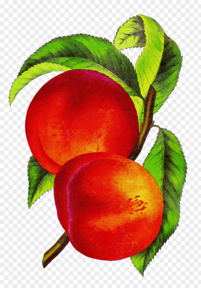 Prunus Pluot Tree Of Life PNG