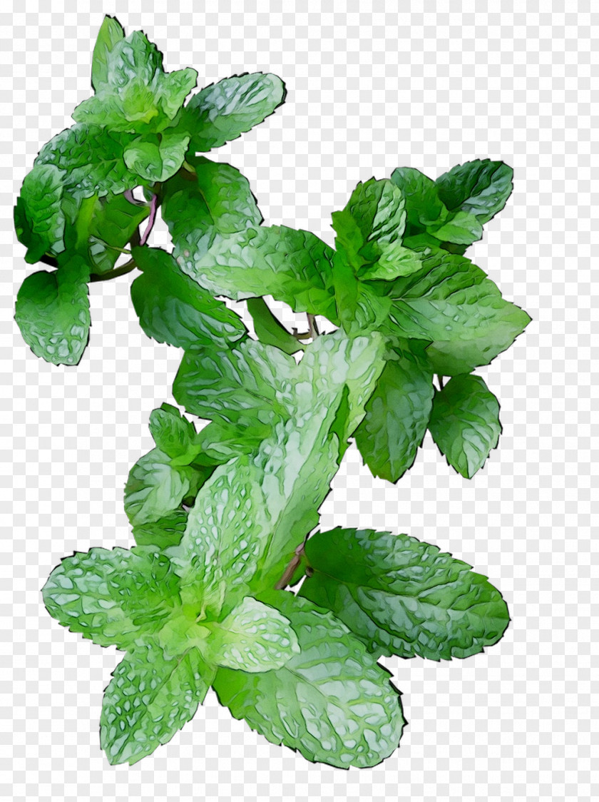 Spearmint Herbalism Leaf Peppermint PNG