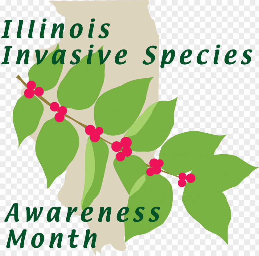 Types Of Bees Illinois Invasive Species Amur Honeysuckle Shrub Plants PNG